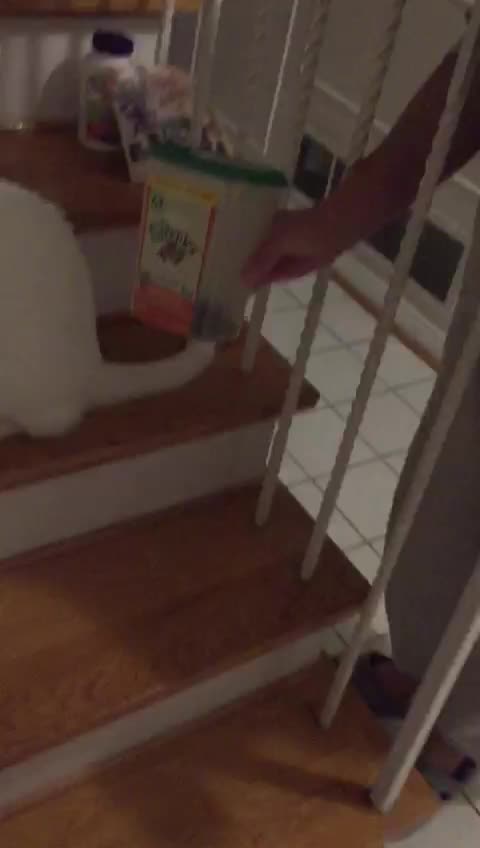 Greenies Tease & Ameer