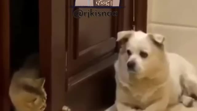 Dog funny