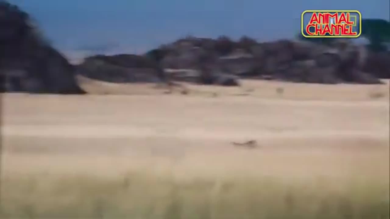 Cheetah - The Fastest Animal in the World! Compilation