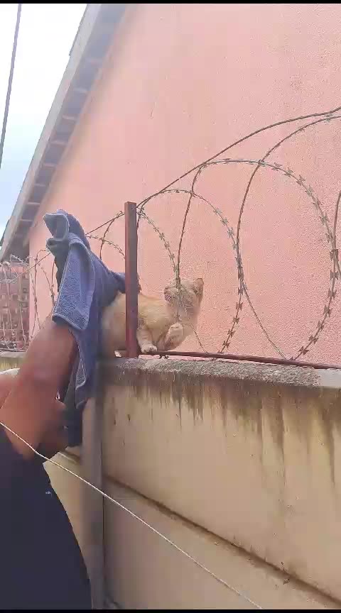 Rescue of cat trapped in barbed wire fence