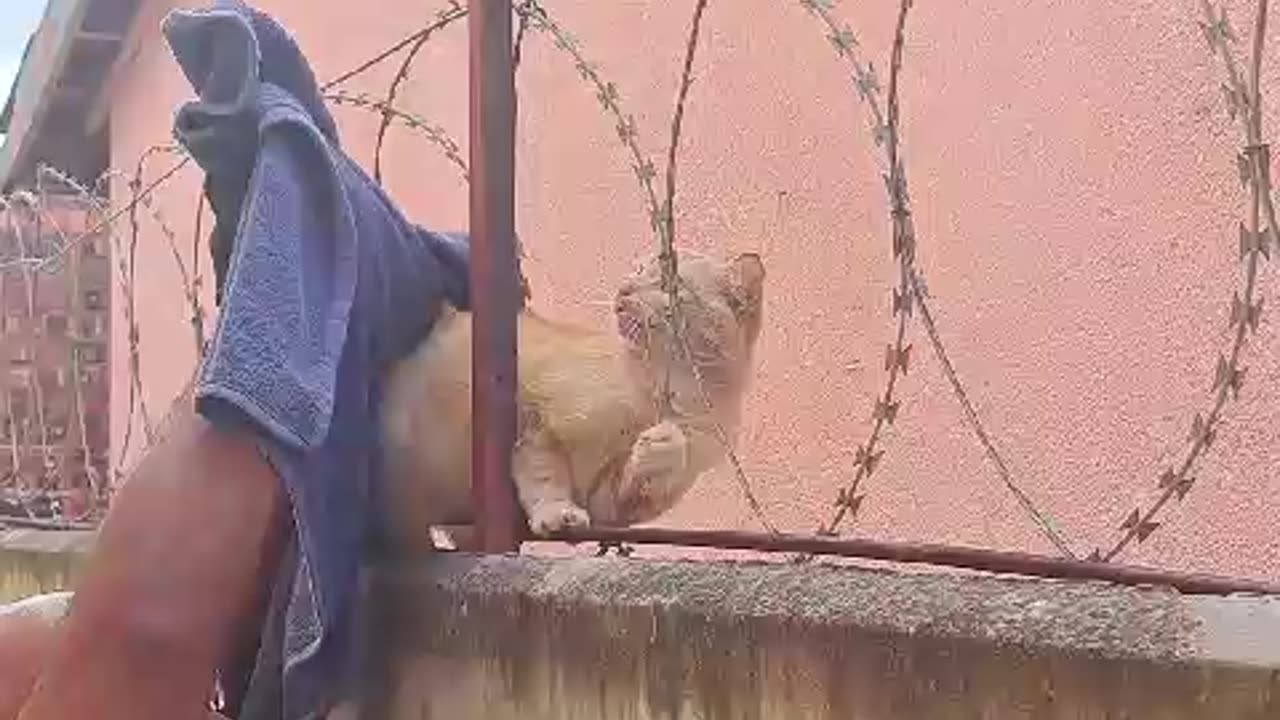 Rescue of cat trapped in barbed wire fence