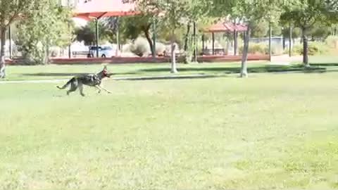 DAVID RIVISTO IPO OBEDIENCE PROGRAM III