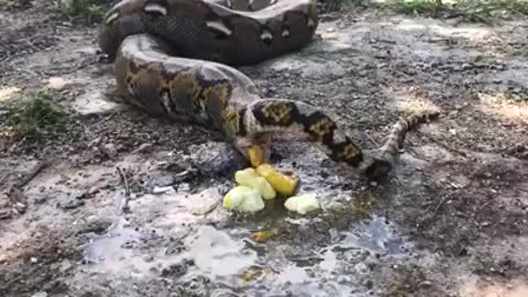 BIG ANACONDA POOPS