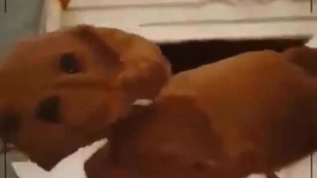 Cats very Funny 2021