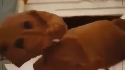 Cats very Funny 2021