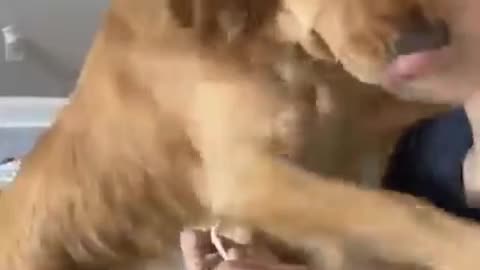 Funny animals- funny cats and dogs funny animals videos