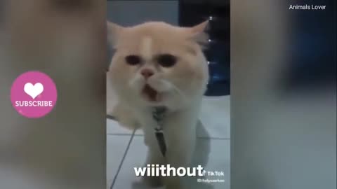 Wow Cats Talking?? Cats better than Hooman speaking in English (Part 2)