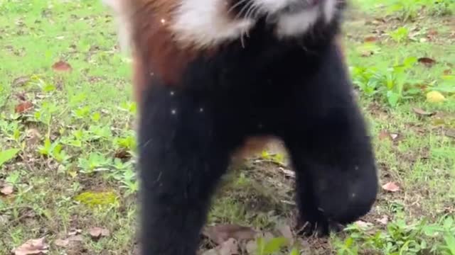 Have a good weekend, come and see the little cutie