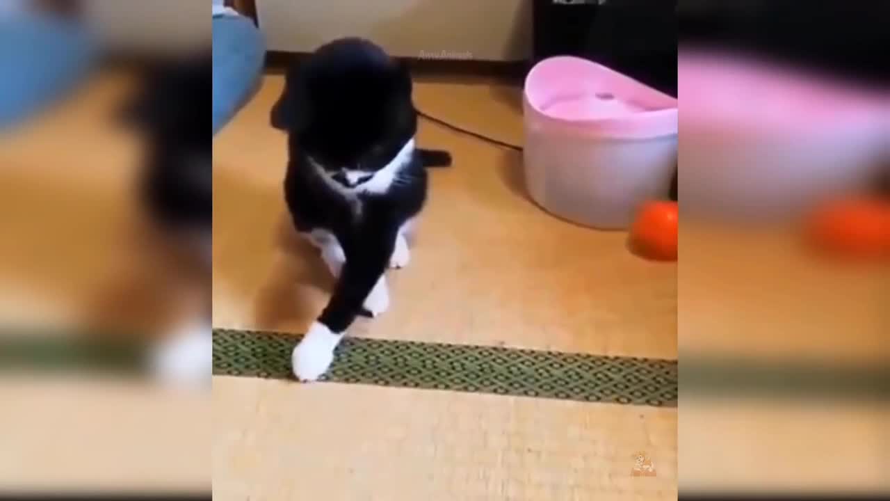 Cute cat funny play with ball