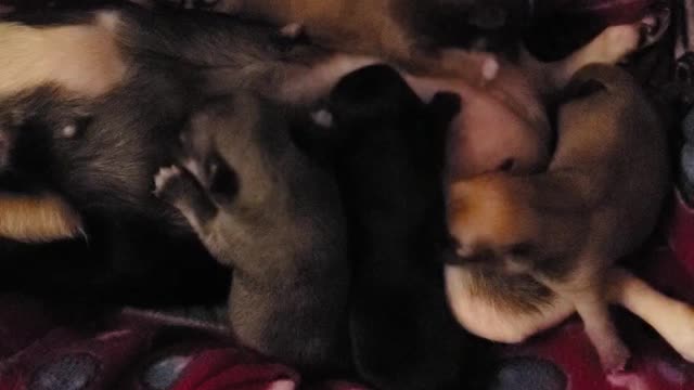 5 day old Tea-Cup chihuahuas