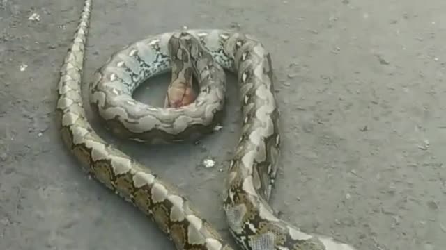 Giant snake (pythons)