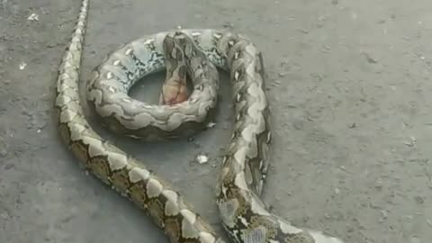 Giant snake (pythons)