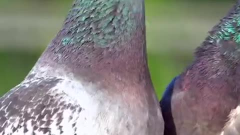 Beautiful Pegion kissing fight ❤