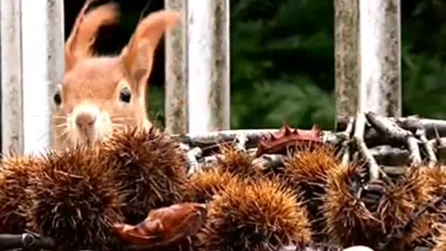 The Squirrel got the breakfast I prepared for him