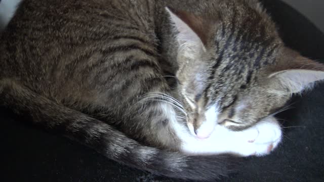 I Will Wash My Fur to Be Beautiful