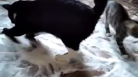 prankster cat