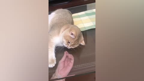 Sometimes you can't understand your cat's mind