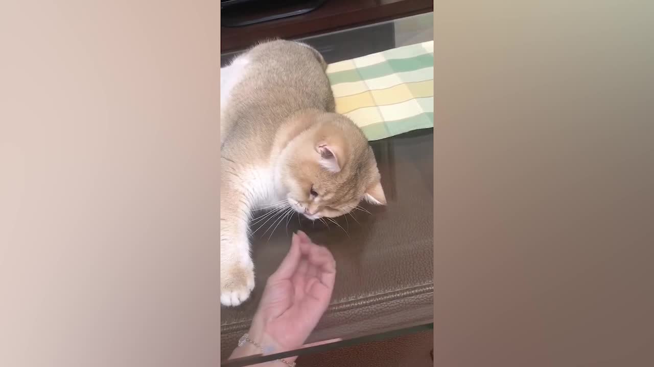 Sometimes you can't understand your cat's mind