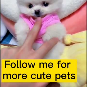 Beautiful white dog see what he does.