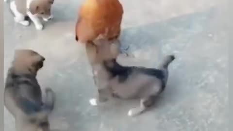 Dog vs Chicken Fight #8