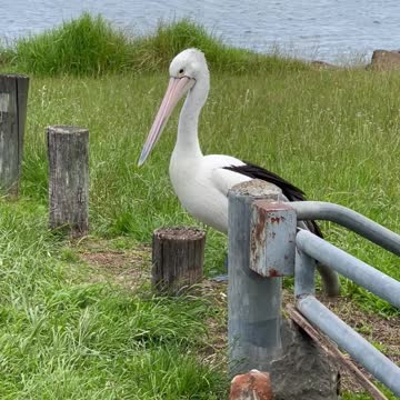 Angry Pelican with an attitude