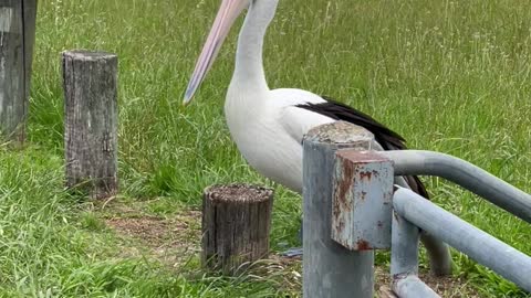 Angry Pelican with an attitude