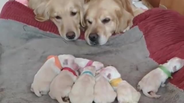 Golden Retriever Parents Watching Over Their Newborn Puppies