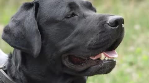 The beauty of a black labrador