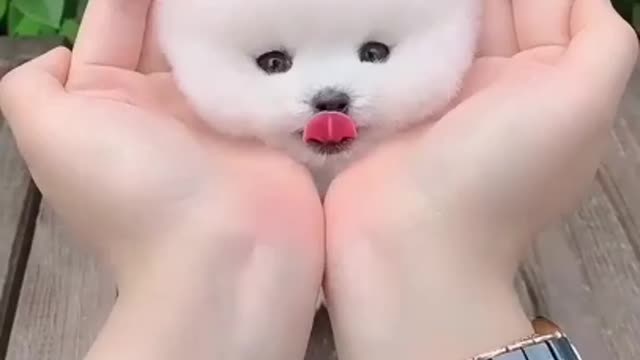 very cute puppy adorable