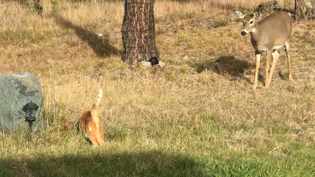 Unlikely Encounter Between Cat and Doe