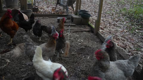 Slowing down hens when giving meat: Italian sausage on dangling chain.