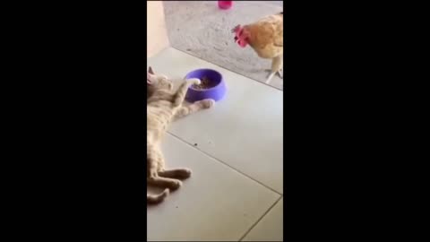 Cat and dog funny moments 😂😀