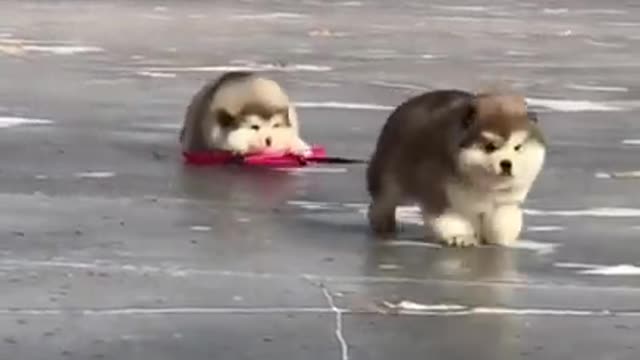 Cute and Funny Cat vs Dogs Videos Compilation 2021_#08 #shorts