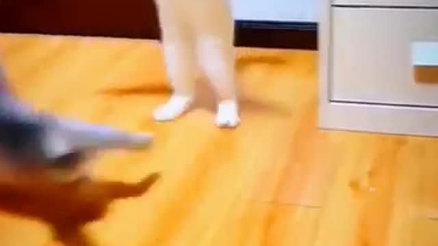 Most funny cat and dog videos/Best Funniest Animals🤣Videos de chats,chiens à mourir de rire