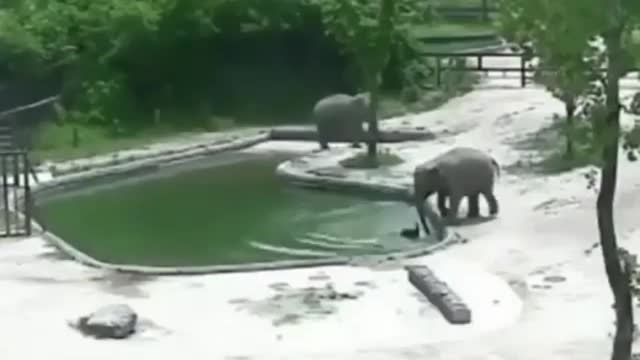 Two elephants playing with the water
