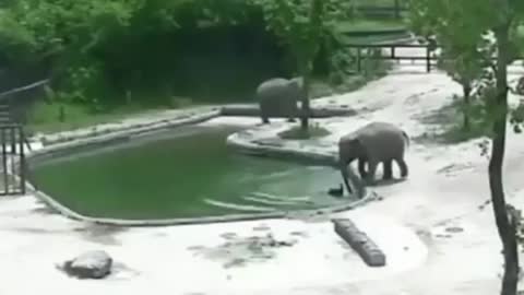 Two elephants playing with the water