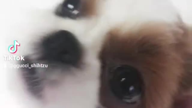 시추 강쥐랑 같이놀래?