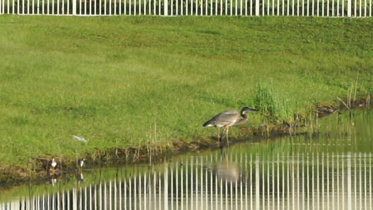 Wading Birds 11-15-2024