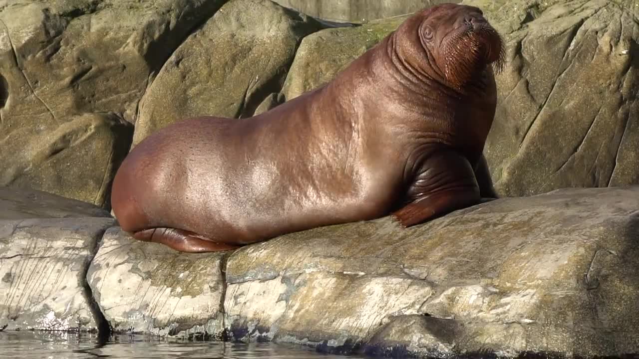 Walrus Zoo Splash Hamburg Thick Hagenbeck