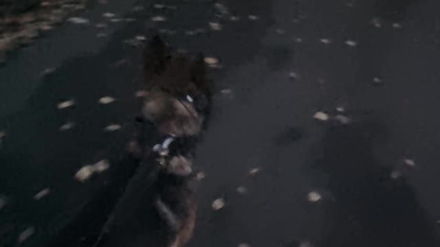Malinois early bird catches the worm