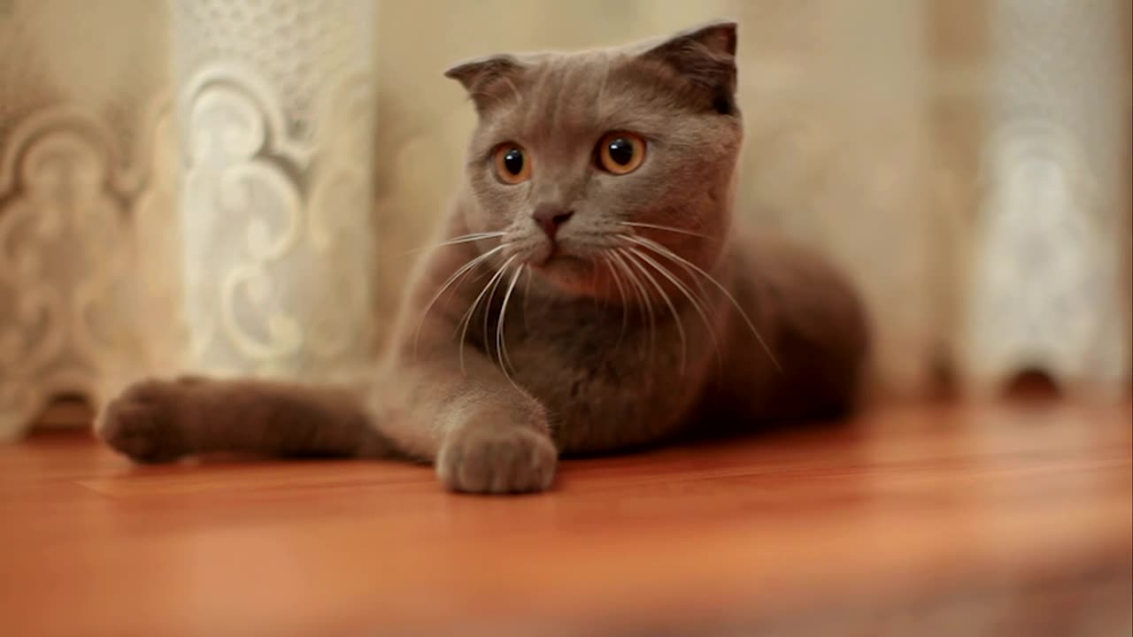 Feline Serenity: Relaxing Moments with Adorable Cat Breeds No.1