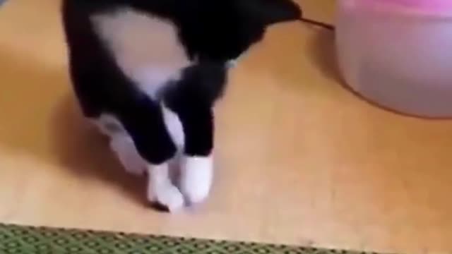 Cat Swag | Baby Cats - Cute and Funny Cat Videos | Aww Animals