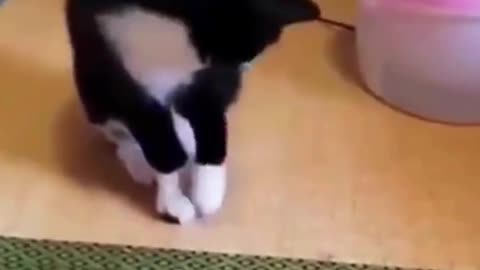 Cat Swag | Baby Cats - Cute and Funny Cat Videos | Aww Animals