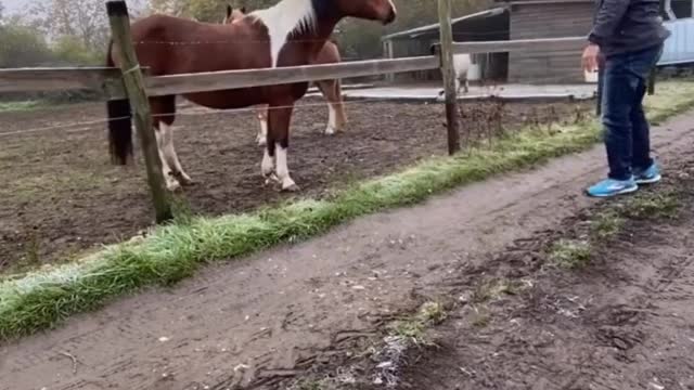 Did the horse think what