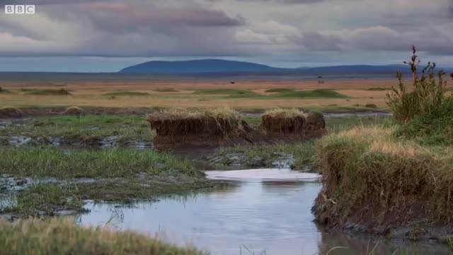 Lion Trapped by Clan of Hyenas interesting | Dynasties