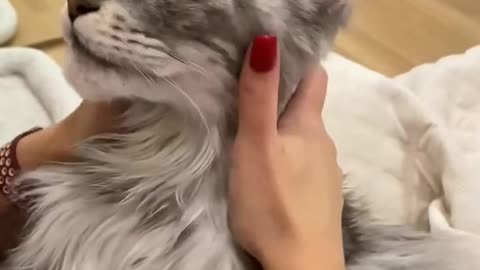 Funny Animal Video