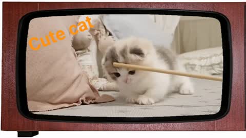 Cat training,Cute cat training,How to train a cat