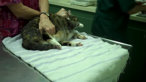 Cats Tries to Fight Doctors at Vet Visit