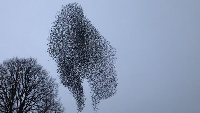 Spectacular Nightly starling Murmurations