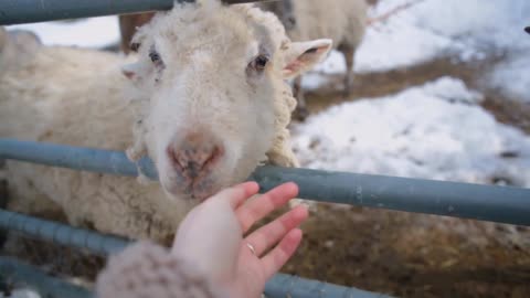 pov curious goats sheep sniff womans hand at farm during winter